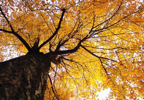 成都银杏树爆料视频最新,揭秘银杏树背后的惊人秘密