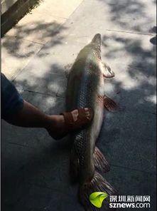 鳄雀鳝最新爆料视频播放,最新视频揭秘其神秘生活