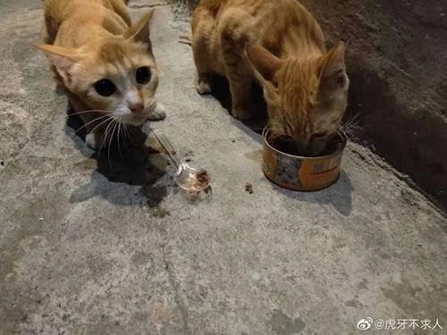 密语绒猫和平精英最新爆料,和平精英全新内容即将揭晓！