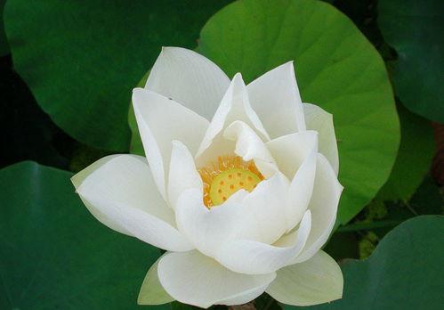 莲花一生最新爆料网站,揭秘不为人知的幕后故事